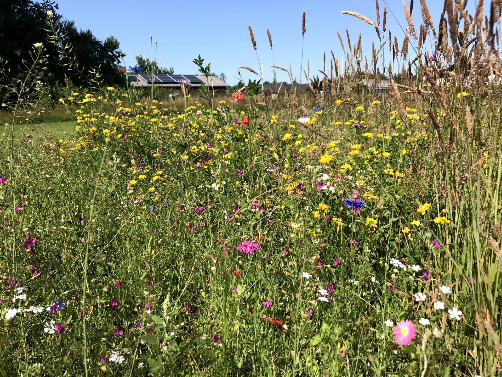 Hent en gratis pose vilde blomsterfrø. Stiudvalget giver!
